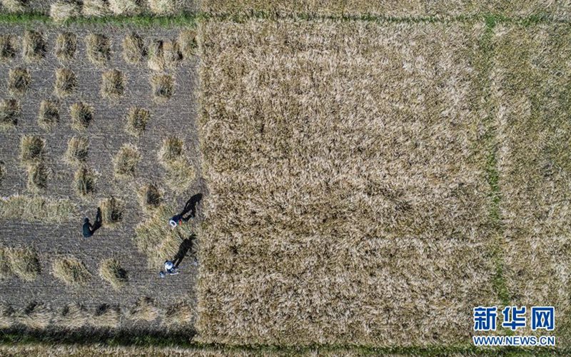 농민들이 르카쩌 보리밭에서 수확에 한창이다. [드론 촬영/사진 출처: 신화망]