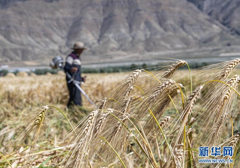 농민들이 르카쩌 보리밭에서 수확에 한창이다. [드론 촬영/사진 출처: 신화망]