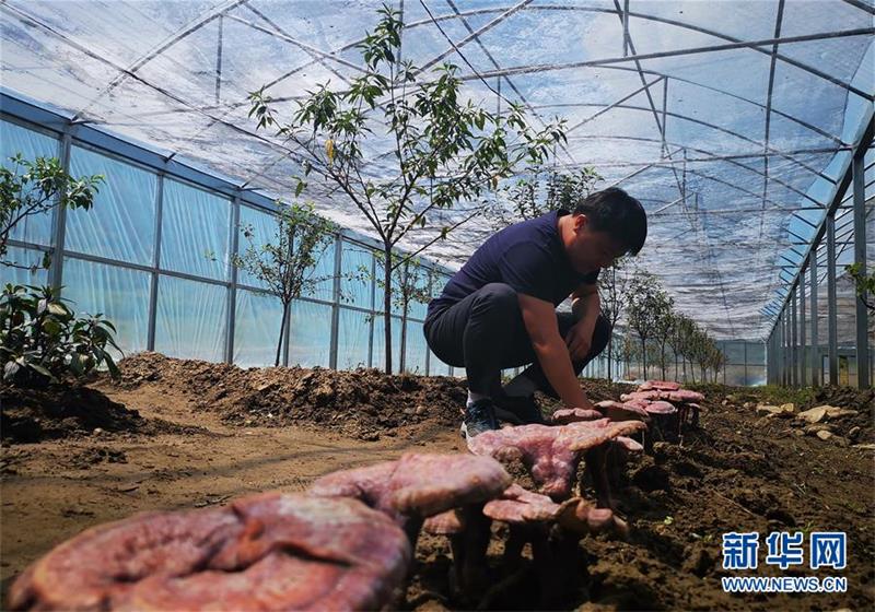 관리원이 위쉬(玉許)향 집단경제산업발전 시범단지 재배구역에서 영지의 생장 상황을 살펴보고 있다. [8월 19일 촬영/사진 출처: 신화망]