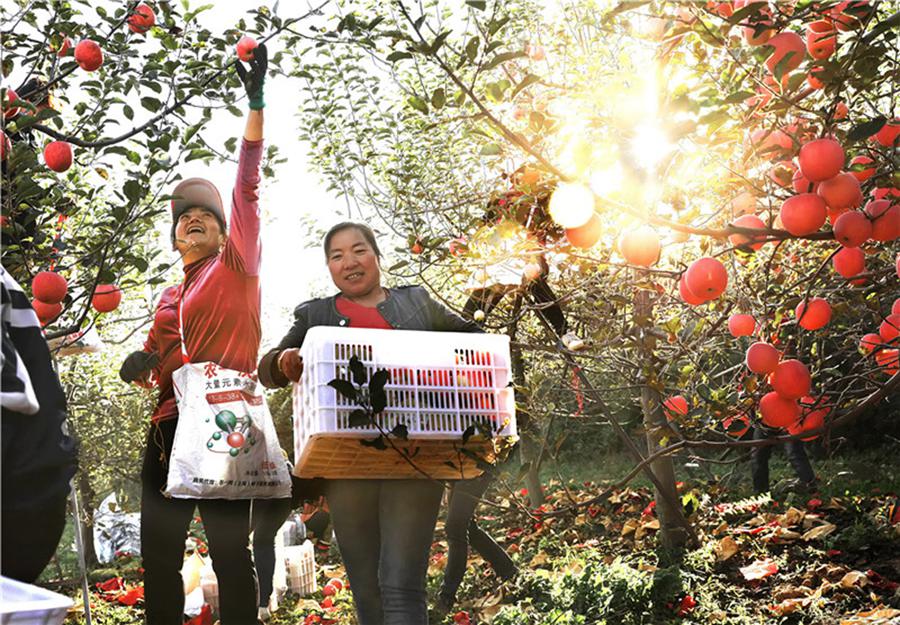 둥난(東南)진 량푸(梁甫)촌 촌민이 관광객과 함께 과수원에서 과일을 따고 있다. [사진 출처: 인민망]