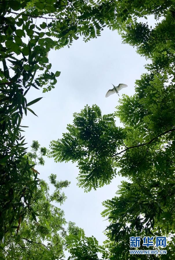 중국 황하이(黃海)해·보하이(渤海)해 철새 서식지에서 백로가 나뭇가지를 날아가고 있다. [2019년 6월 26일 촬영/사진 출처: 신화망]