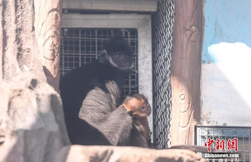 암컷 새끼 검은잎원숭이가 엄마 품에 안겨 있다. [9월 26일 촬영/사진 출처: 중국신문망]