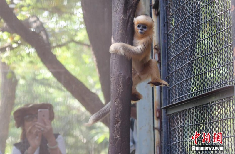 암컷 황금원숭이 새끼가 나무를 오르며 놀고 있다. [9월 26일 촬영/사진 출처: 중국신문망]