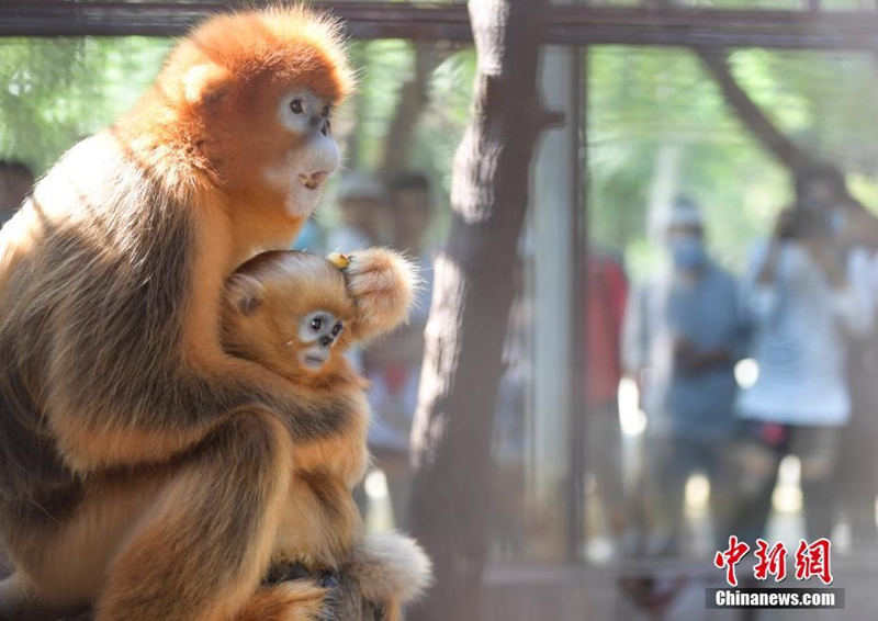 암컷 새끼 황금원숭이가 엄마 품에 안겨 있다. [9월 26일 촬영/사진 출처: 중국신문망]
