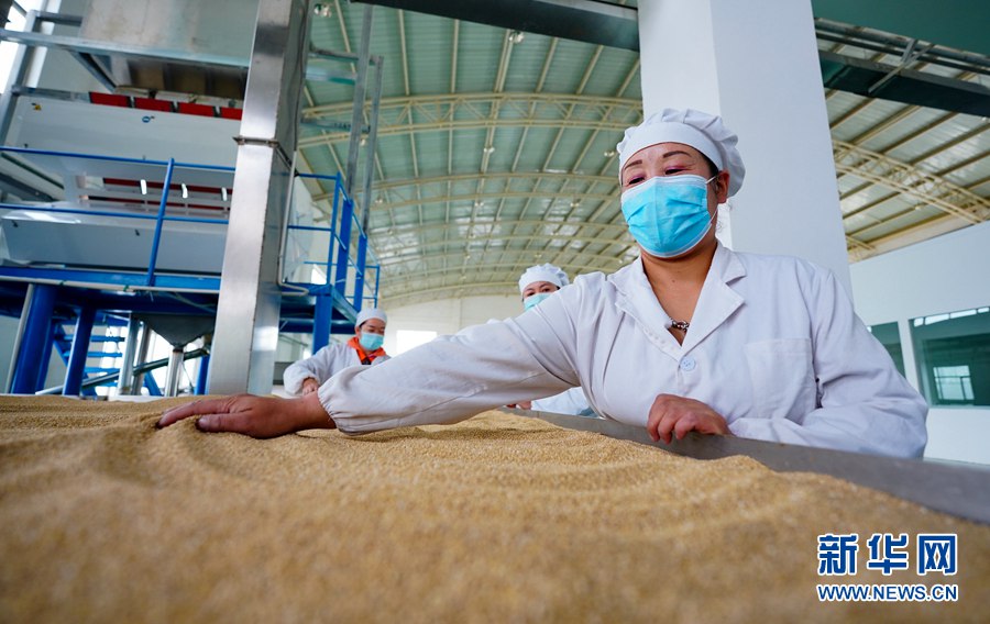 칭하이 한 회사의 생산 작업장에서 직원들이 밀의 불순물을 골라내고 있다. [사진 출처: 신화망]
