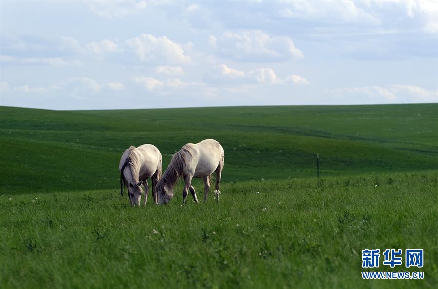 백마 번육기지 초원에서 말 네 마리가 풀을 뜯고 있다. [6월 28일 촬영/사진 출처: 신화망]