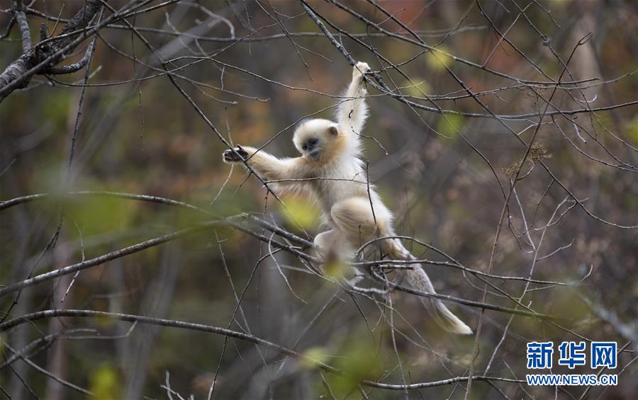 선눙자국가공원 들창코원숭이 야생연구기지에서 촬영한 들창코원숭이들 [10월 11일 촬영/사진 출처: 신화망]