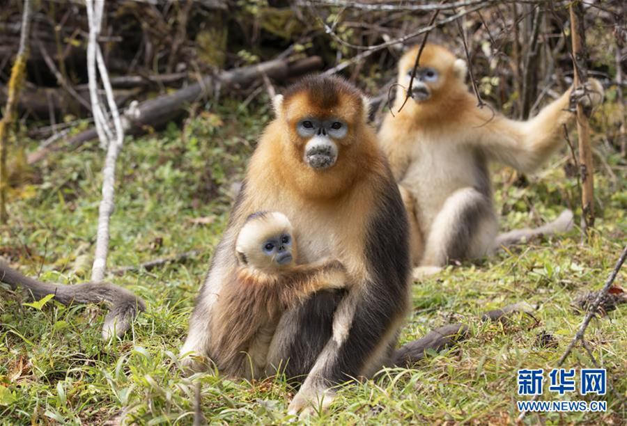 선눙자국가공원 들창코원숭이 야생연구기지에서 촬영한 들창코원숭이들 [10월 11일 촬영/사진 출처: 신화망]