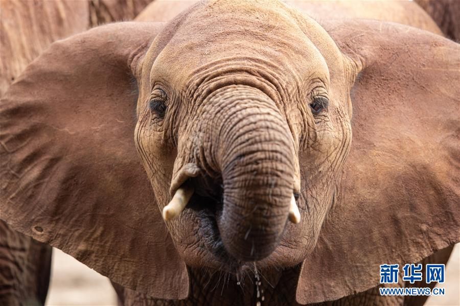 코끼리가 케냐의 차보국립공원에서 물을 마시고 있다. [2018년  11월  29일 촬영/사진 출처: 신화망]