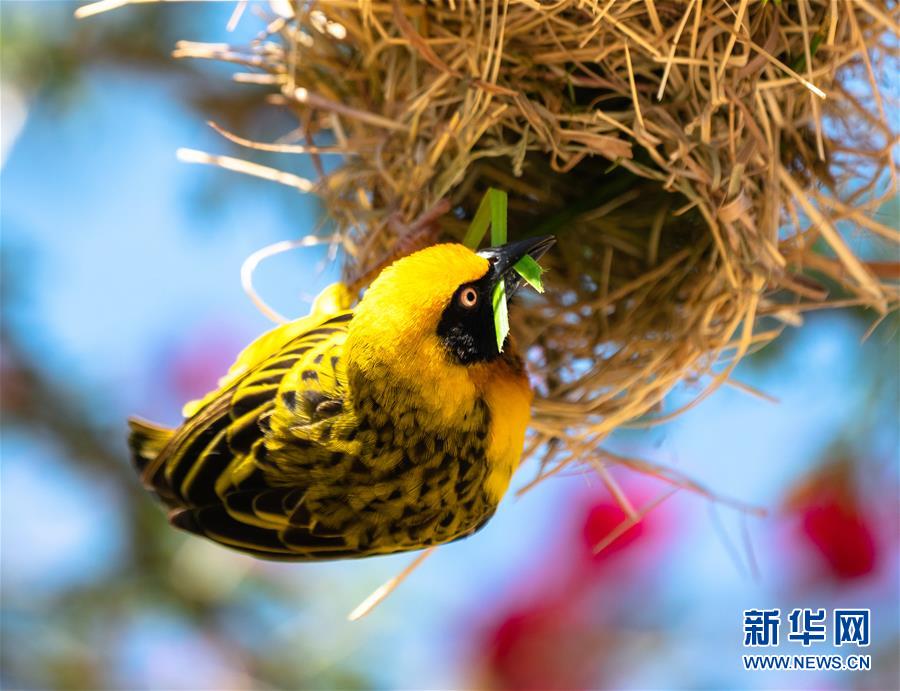 새 한 마리가 케냐의 올 페제타 자연보호구역에서 둥지를 틀고 있다. [2019년  9월  29일 촬영/사진 출처: 신화망]