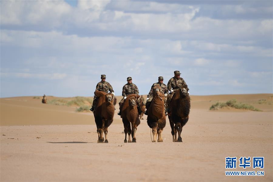 낙타병들이 낙타 응용 훈련을 준비하며 훈련장을 향해 가고 있다. 사진 출처: 신화망]