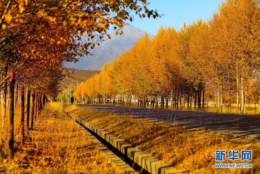 숲길을 걸으면 황금색의 낙엽이 주변에 가득하고 평화롭다. [사진 출처: 신화망]