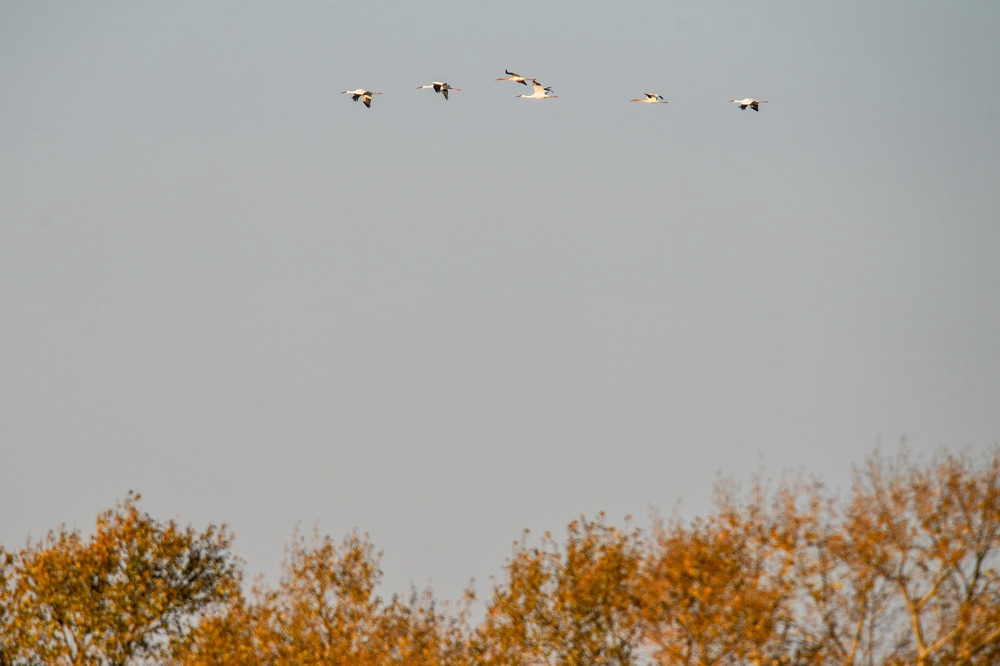 백두루미 몇 마리가 모모거 습지에서 하늘로 날아오르고 있다. [사진 출처: 신화망]