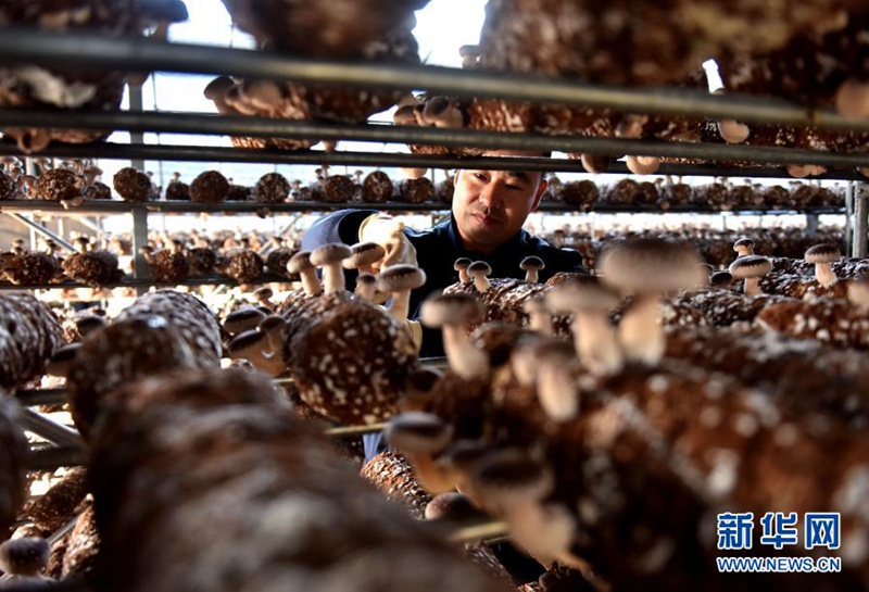 장취페이가 온실하우스에서 표고버섯 생장을 살펴보고 있다. [11월 22일 촬영/사진 출처: 신화망]