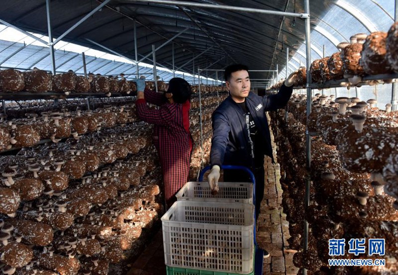 장쥐페이(오른쪽)와 협동조합 직원이 온실하우스에서 표고버섯을 채집하고 있다. [11월 22일 촬영/사진 출처: 신화망]
