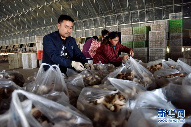 장쥐페이(왼쪽)와 협동조합 직원이 함께 채집한 표고버섯을 담고 있다. [11월 22일 촬영/사진 출처: 신화망]