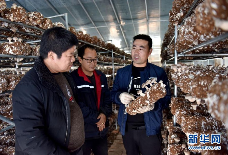 장쥐페이(오른쪽)가 바이어에게 표고버섯 생장 상황을 설명하고 있다. [11월 22일 촬영/사진 출처: 신화망]