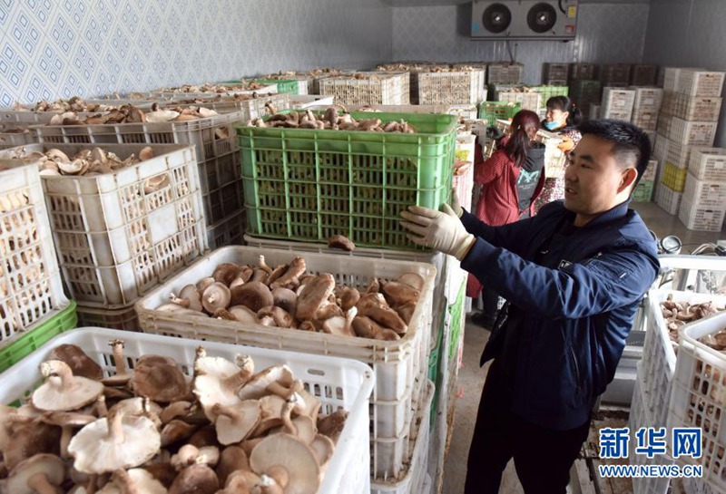 장쥐페이(앞쪽)와 협동조합 직원이 채집한 표고버섯을 정리하고 있다. [11월 22일 촬영/사진 출처: 신화망]
