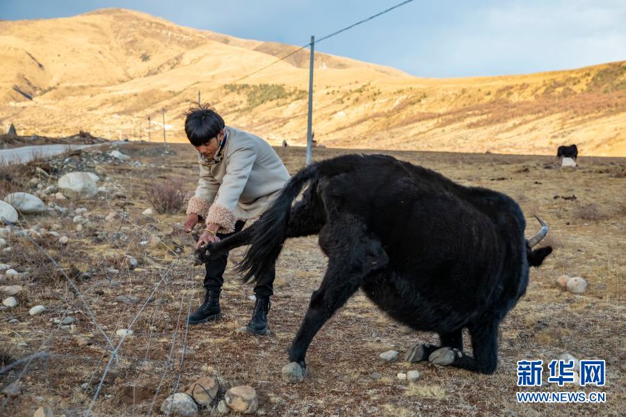딩전이 철조망에 걸린 마오뉴(牦牛•야크)를 구해주고 있다. [12월 2일 촬영/사진 출처: 신화망]