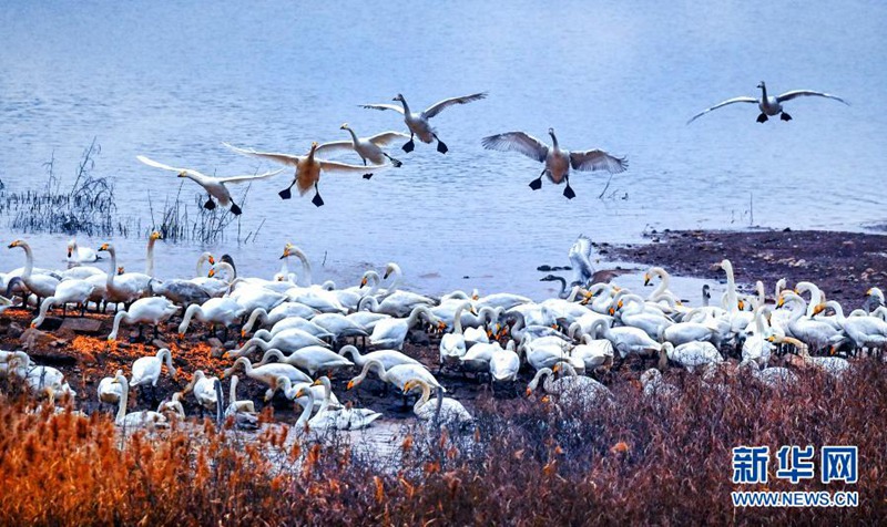 12월 9일 싼먼샤 톈어후(天鵝湖)국가도시습지공원에서 촬영한 백조 무리 [사진 출처: 신화망]