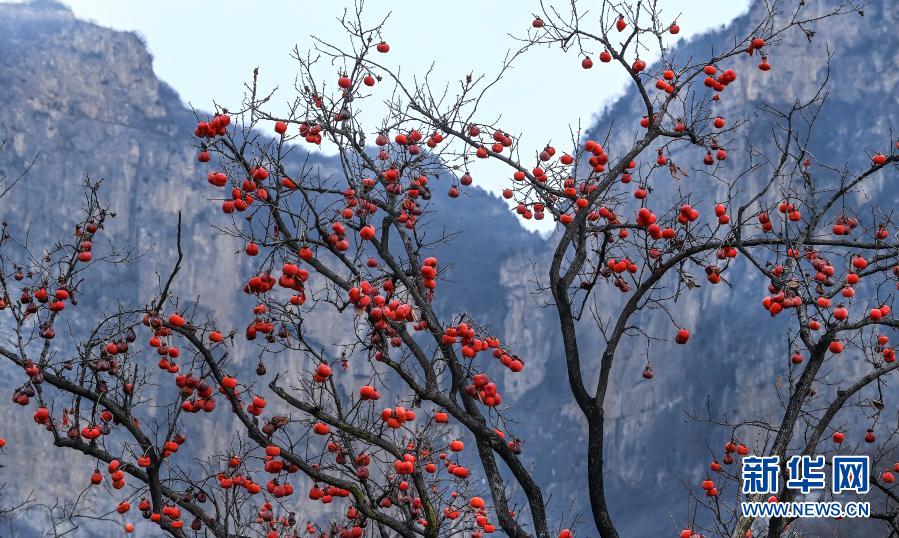 훙스샤 위쪽 열매가 가득한 감나무와 윈타이산과 어우러져 있다.   [사진 출처: 신화망] 