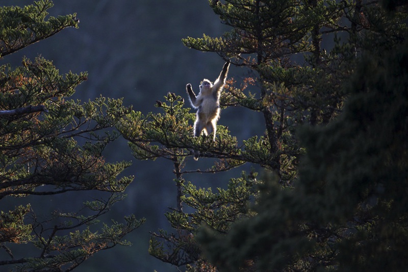 검은들창코 원숭이 [2010년 11월 18일 촬영/사진 제공: 윈난성 임업과초원국]