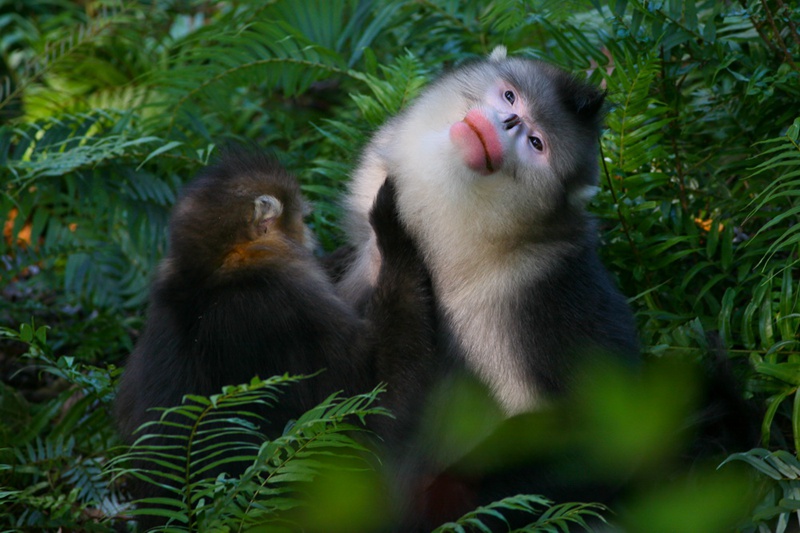 검은들창코 원숭이 [2008년 10월 6일 촬영/사진 제공: 윈난성 임업과초원국]