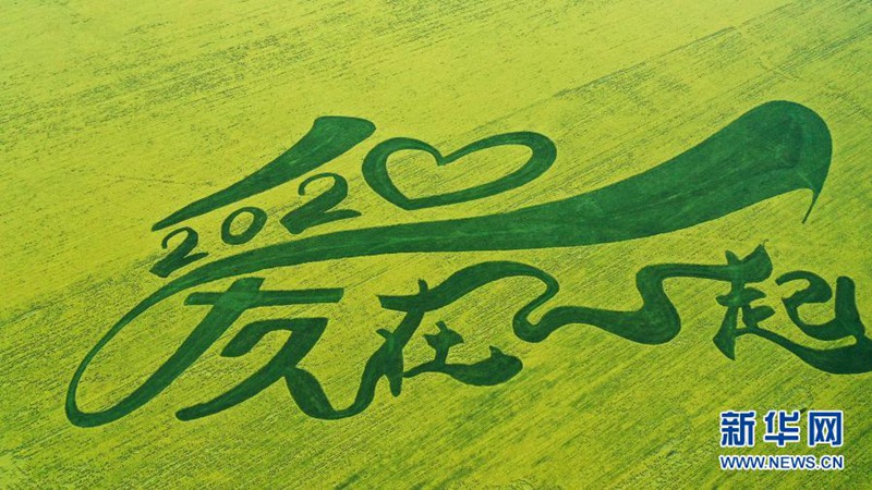 칭하이 먼위안 회족자치현의 유채꽃밭에서 ‘2020 사랑과 함께’ 도안을 만들었다. [2020년 7월 23일 드론 촬영/사진 출처: 신화망]