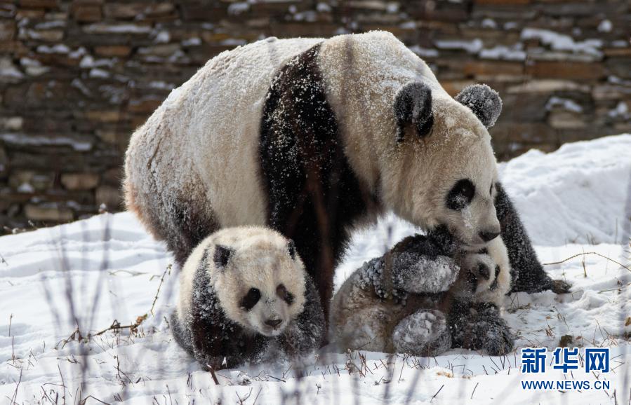 ‘첸첸’과 새끼 판다 2마리가 눈밭에서 신나게 놀고 있다. [사진 출처: 신화망]