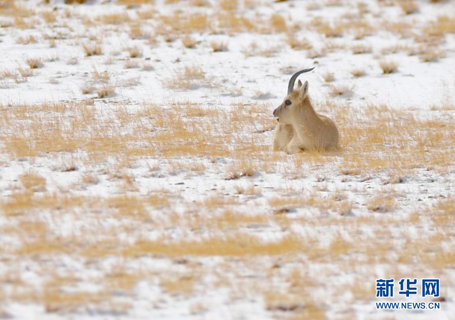 짱위안링(藏原羚: 영양의 일종) 한 마리가 짱베이고원의 눈밭에서 쉬고 있다. [1월 16일 촬영/사진 출처: 신화망]