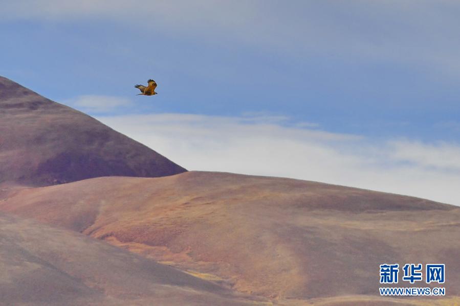 황조롱이 한 마리가 짱베이고원을 날고 있다. [1월 16일 촬영/사진 출처: 신화망]