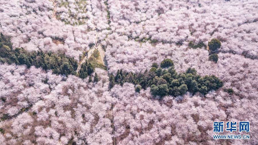 구이안(貴安)신구 벚꽃 명소 풍경 [2019년 3월 19일 드론 촬영/사진 출처: 신화망]