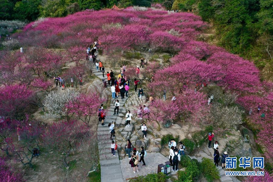 2월 1일, 푸저우 구산산 메이리관광지를 찾아 매화꽃을 감상하는 관광객들 [드론 촬영/사진 출처: 신화망]