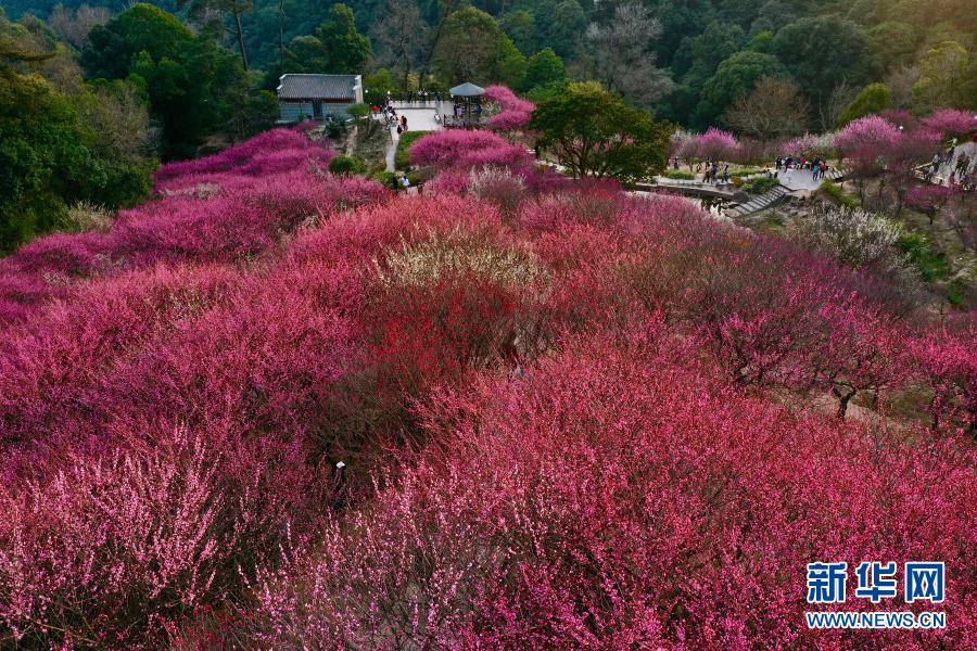 2월 1일, 푸저우 구산산 메이리관광지를 찾아 매화꽃을 감상하는 관광객들 [드론 촬영/사진 출처: 신화망]