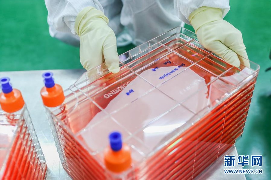 시노백의 직원이 세포 공장으로 Vero 세포를 배양하고 있다. (초기 실험실 작업) [2020년 3월 23일 촬영/사진 출처: 신화망]
