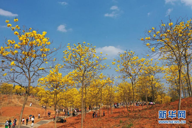 관광객들이 난닝시 칭슈산 풍경구에서 활짝 핀 황화풍령목을 구경하고 있다. [2월 21일 드론 촬영/사진 출처: 신화망]