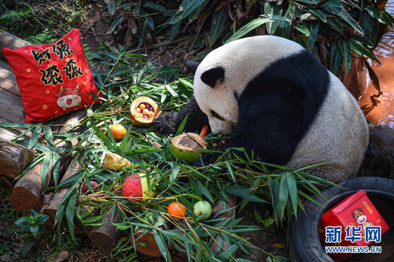 2월 25일, 하이난(海南) 열대 야생동물원 판다 ‘순순(舜舜)’이 ‘탕위안’ 등 음식을 먹고 있다. [사진 출처: 신화망]