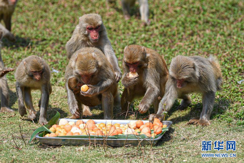 2월 25일, 하이난(海南) 열대 야생동물원 붉은털원숭이가 ‘탕위안’을 먹고 있다. [사진 출처: 신화망]