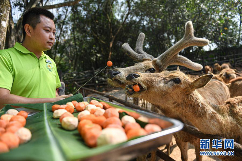 2월 25일, 하이난(海南) 열대 야생동물원 직원이 미록에게 ‘탕위안’을 먹이고 있다. [사진 출처: 신화망]
