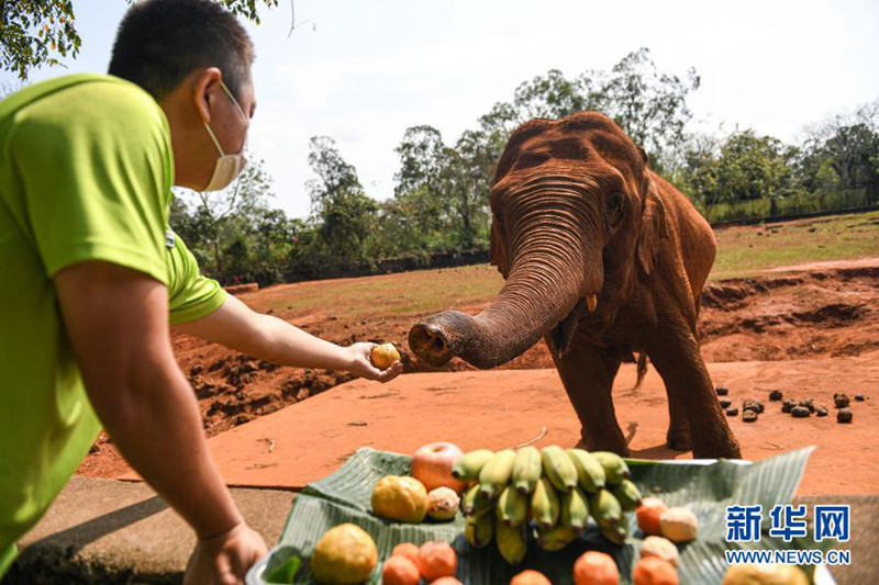 2월 25일, 하이난(海南) 열대 야생동물원 직원이 코끼리에게 ‘탕위안’을 먹이고 있다. [사진 출처: 신화망]