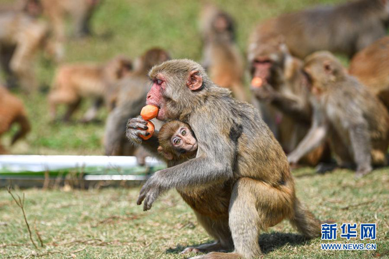 2월 25일, 하이난(海南) 열대 야생동물원 붉은털원숭들이 ‘탕위안’을 먹고 있다. [사진 출처: 신화망]