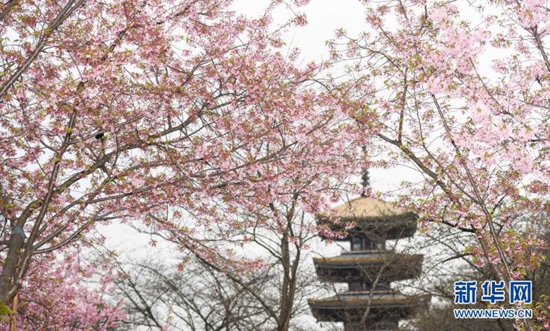 3월 3일, 우한 둥후 벚꽃공원 벚꽃들이 만개했다. [사진 출처: 신화망]