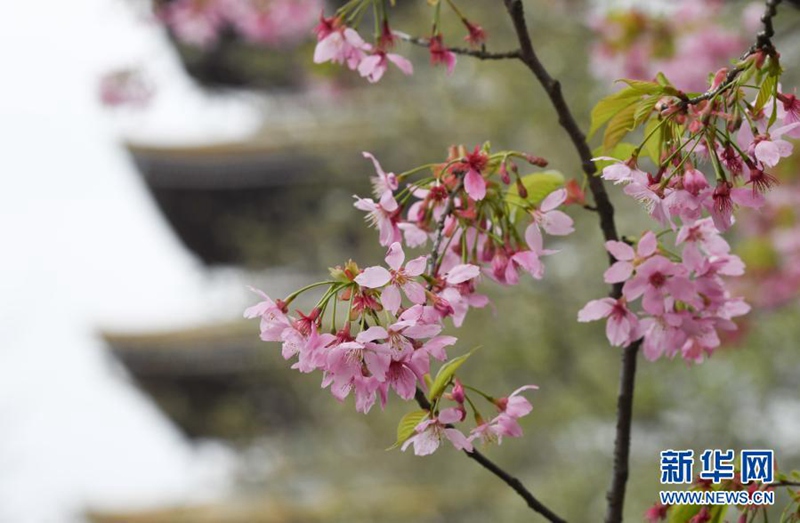 3월 3일, 우한 둥후 벚꽃공원 벚꽃들이 만개했다. [사진 출처: 신화망]