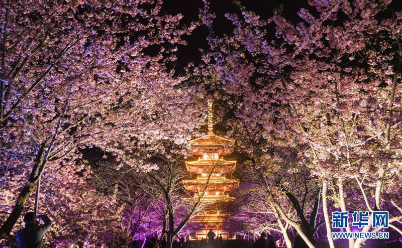 우한 둥후 벚꽃공원 야경 [3월 3일 촬영/사진 출처: 신화망]