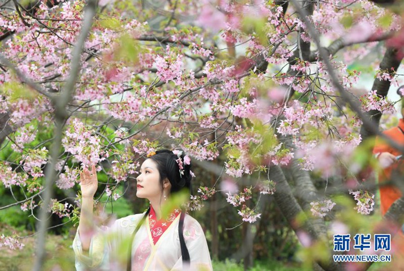 관광객이 한푸[漢服: 중국 한족(漢族)의 전통복]를 입고 둥후 벚꽃공원을 찾아 기념사진을 찍는다. [사진 출처: 신화망]