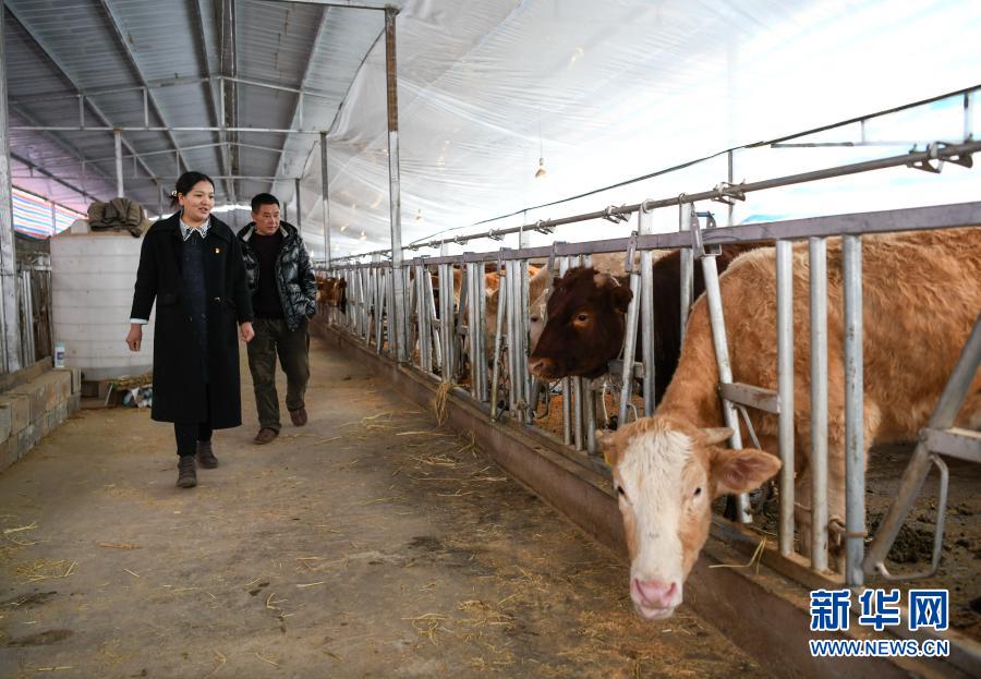 양줘마가 쓰촨성 메이구현에 있는 소 축사에서 사육 현황을 점검하고 있다. [3월 2일 촬영/사진 출처: 신화망]