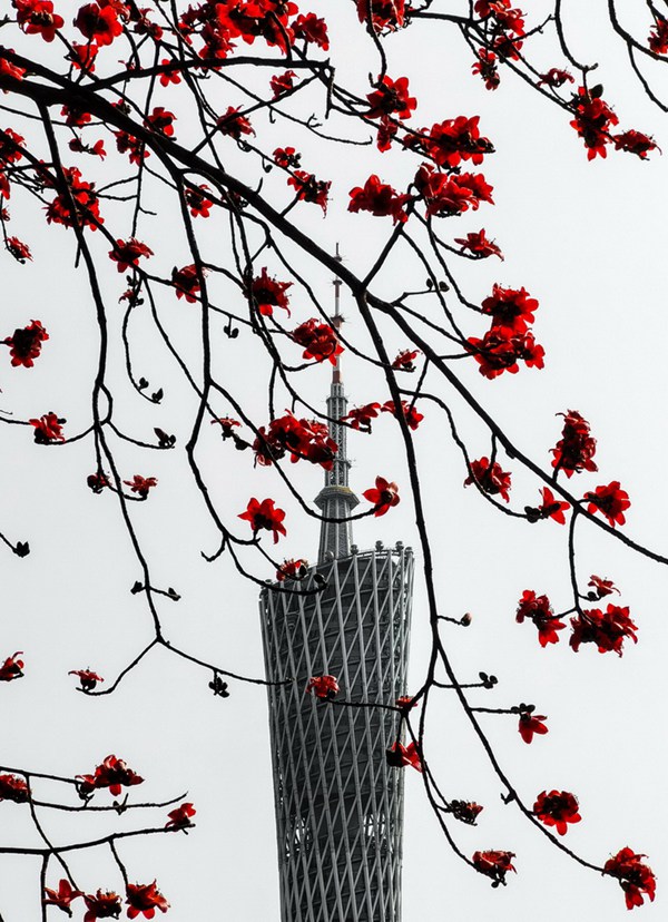 활짝 핀 목면화와 광저우타워(廣州塔, 칸톤 타워)가 서로 어우러지며 빛난다. [3월 2일 촬영/사진 출처: 신화사]