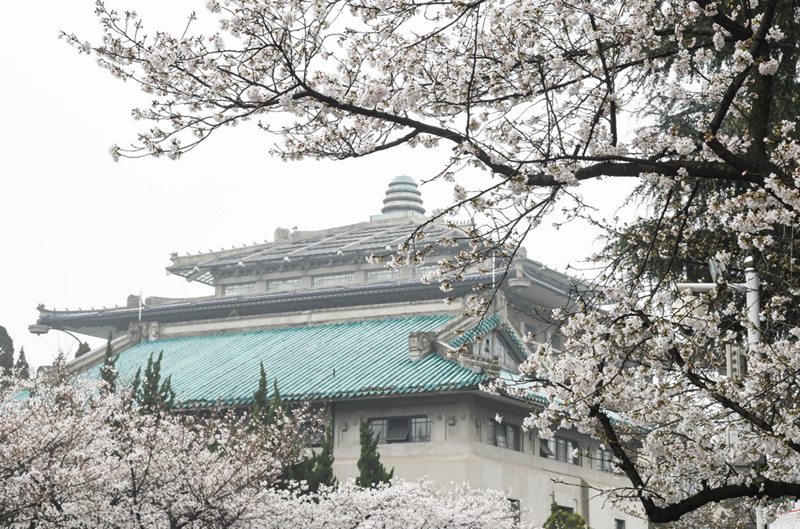 우한대학교 교내 벚꽃 [3월 8일 촬영/사진 출처: 신화사]