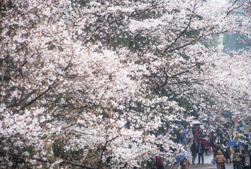 우한대학교 교내 벚꽃 관람 [3월 8일 촬영/사진 출처: 신화사]