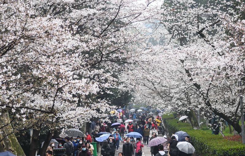 우한대학교 교내 벚꽃 관람 [3월 8일 촬영/사진 출처: 신화사]